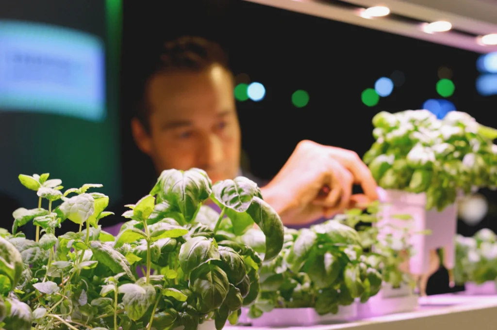 viser grønne basilikum planter i et vækstsystem hvor en slåret mand løfter en plante op af systemet ude af fokus