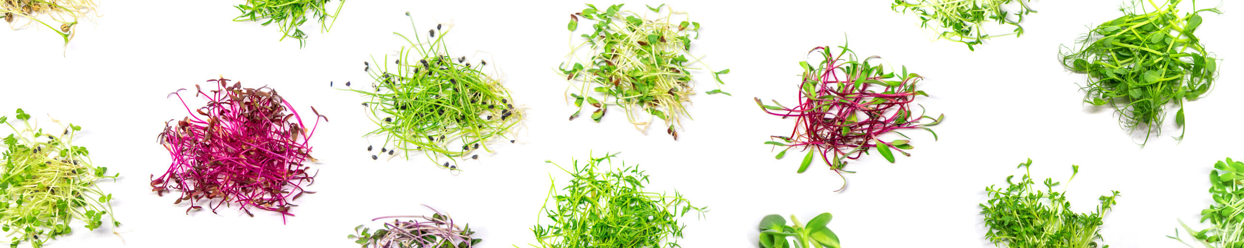 bredt billed af forskellige mikrogrønt sorter der er afklippet og lagt på en hvis baggrund i små bungker