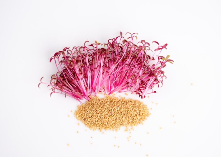 Rød amarant mikrogrønt med frø på hvid baggrund