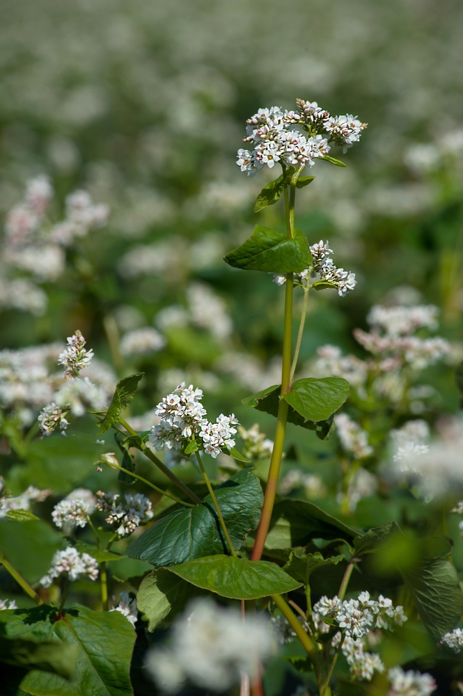 Boghvede blomstrene fuldudviklet plante
