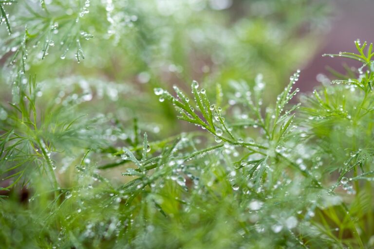 Dild mikrogrønt i nærbilled med vandråber