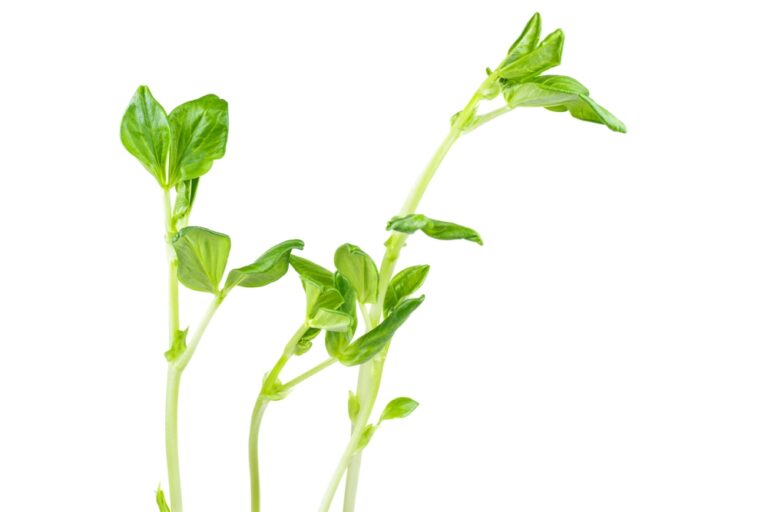 hestebønne mikrogrønt på hvid baggund