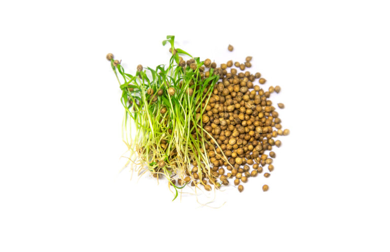 Koriander med frø på hvid baggrund