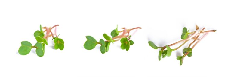 Lucerne mikrogrønt på hvid bagrund