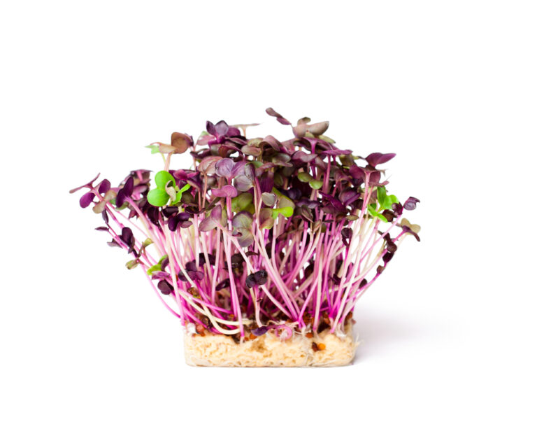 Radise Vulcano mikrogrønt spirer på hvid baggrund