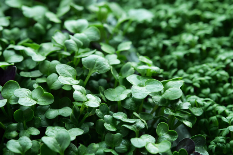 Radise venom nærbilled