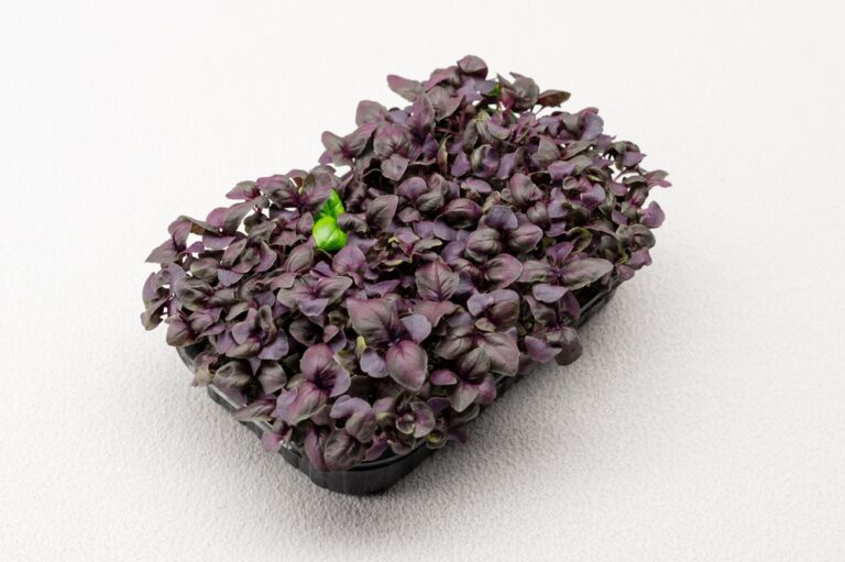 Rødbasilikum i bakke mikrorønt upgrowth