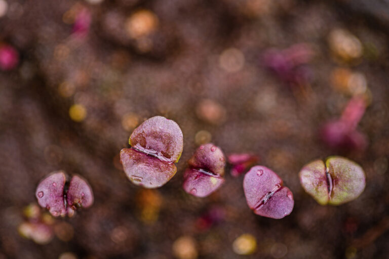 Rødbasilikum clouse up