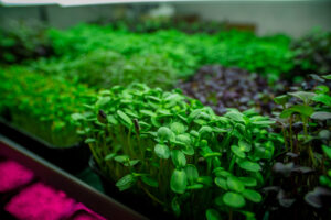 mikrogrønt i bakke grønne og røde sorter upgrowth