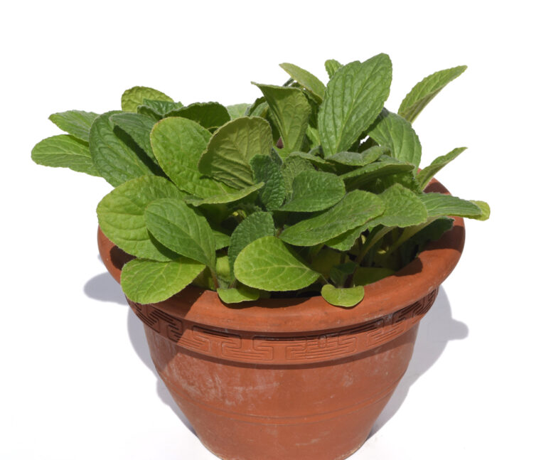 borage i potte på hvid bagrund