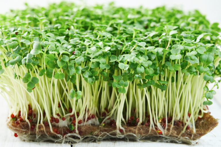 Broccoli raab mikrogrønt spirer fra frø på en måtte klar til høst