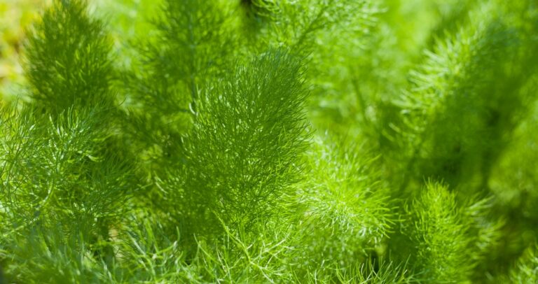 Fenikel i nærbilled kun den grønne blade