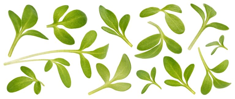 Friske karse mikrogrønt blade mod hvid baggrund klar til madlavning