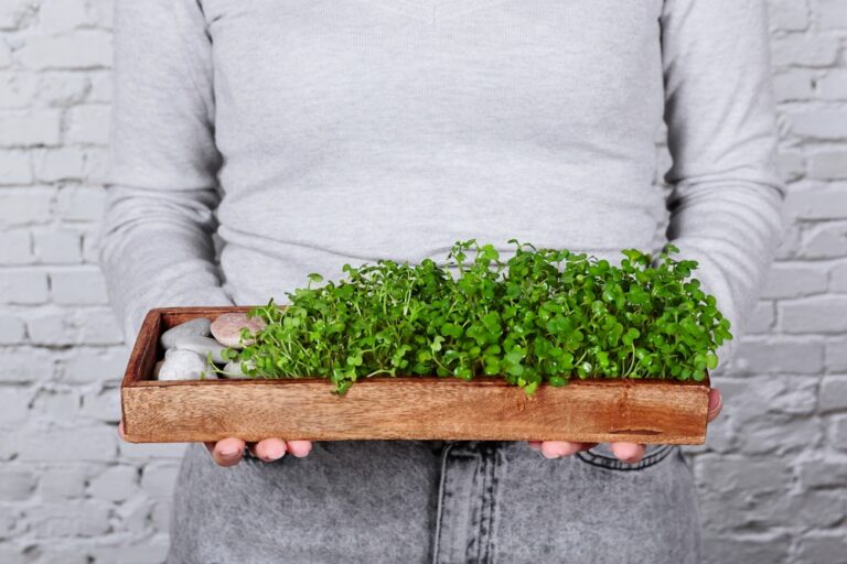 Mikrogrønt i bakke, klar til høst fra hjemmedyrkning
