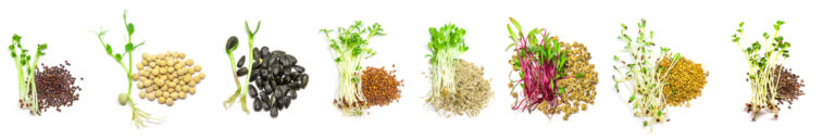 mikrogrønt frø med planter