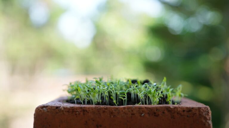 Amarant grøn dyrket i cocoblock upgrowth.dk