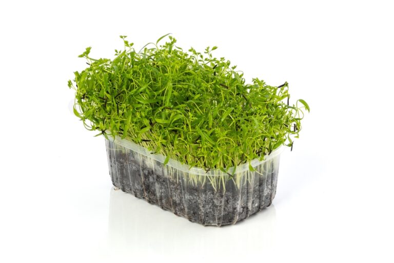 Kørvel mikrogrønt dyrket i plastbakke med kokosjord Upgrowth.dk