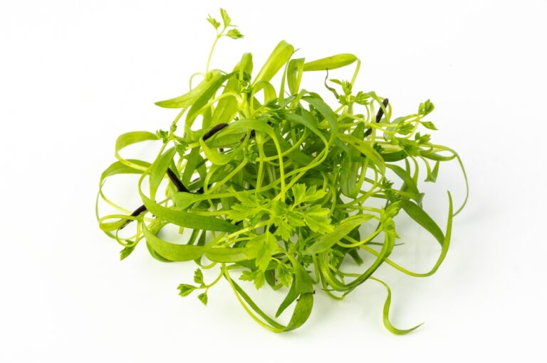 kørvel mikrogrønt på hvidbaggrund upgrowth.dk