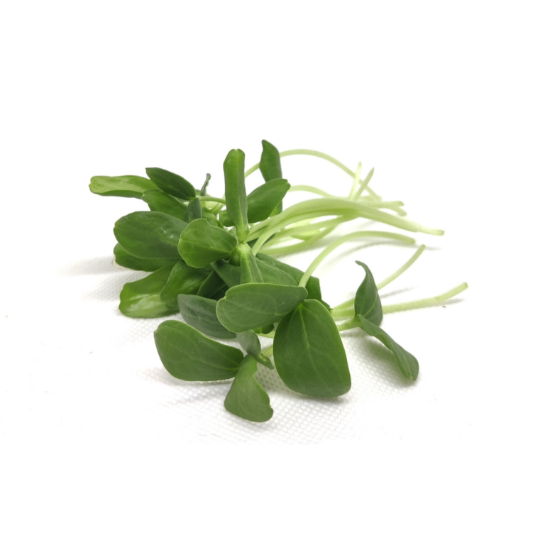 Melon Cantaloupe mikrogrønt afklippet på hvid baggrund upgrowth.dk