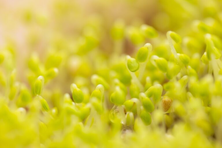 Chia mikrogrønt nærbilled med lusegrønne farver