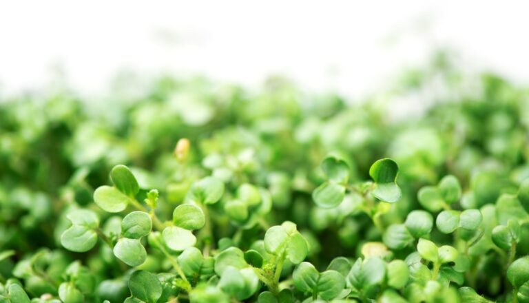 Grønsennep mikrogrønt