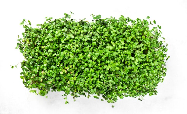 Grøn sennep mikrogrønt