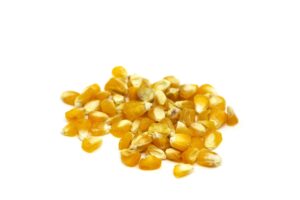 Majs mikrogrønt frø på hvidbaggrund upgrowth.dk