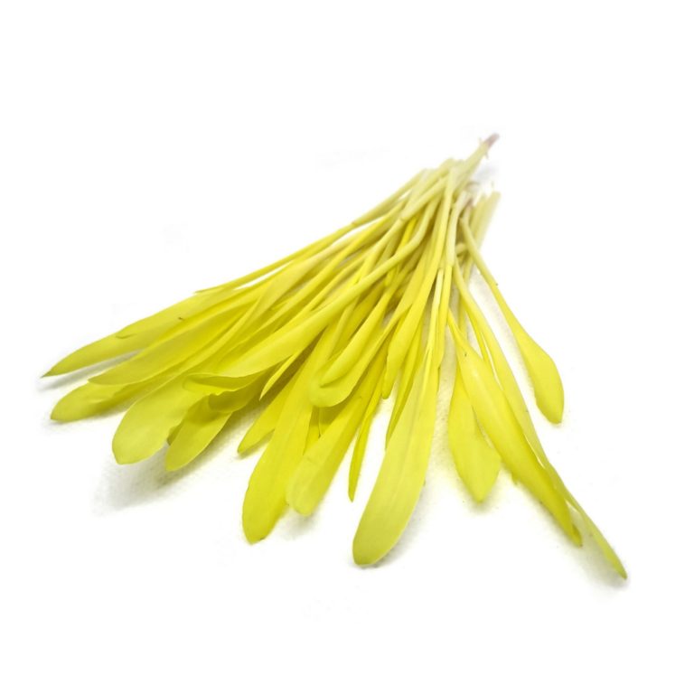 majs mikrogrønt spæde gul grønne på hvid baggund