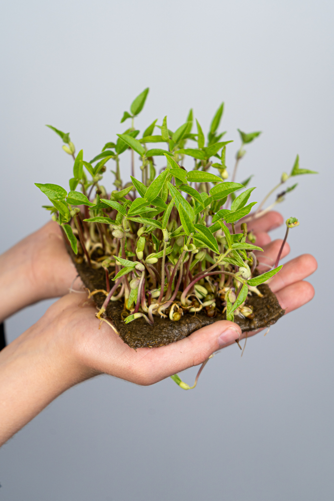 mungbønne mikrogrønt dyrket på hamp m¨tte holdes i 2 fremstrakte hænder