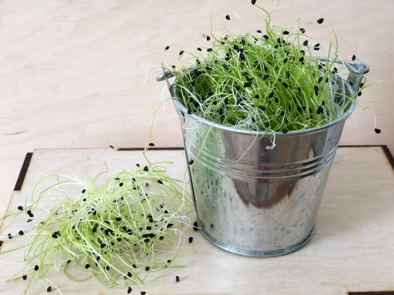 porre mikrogrønt i tinspand