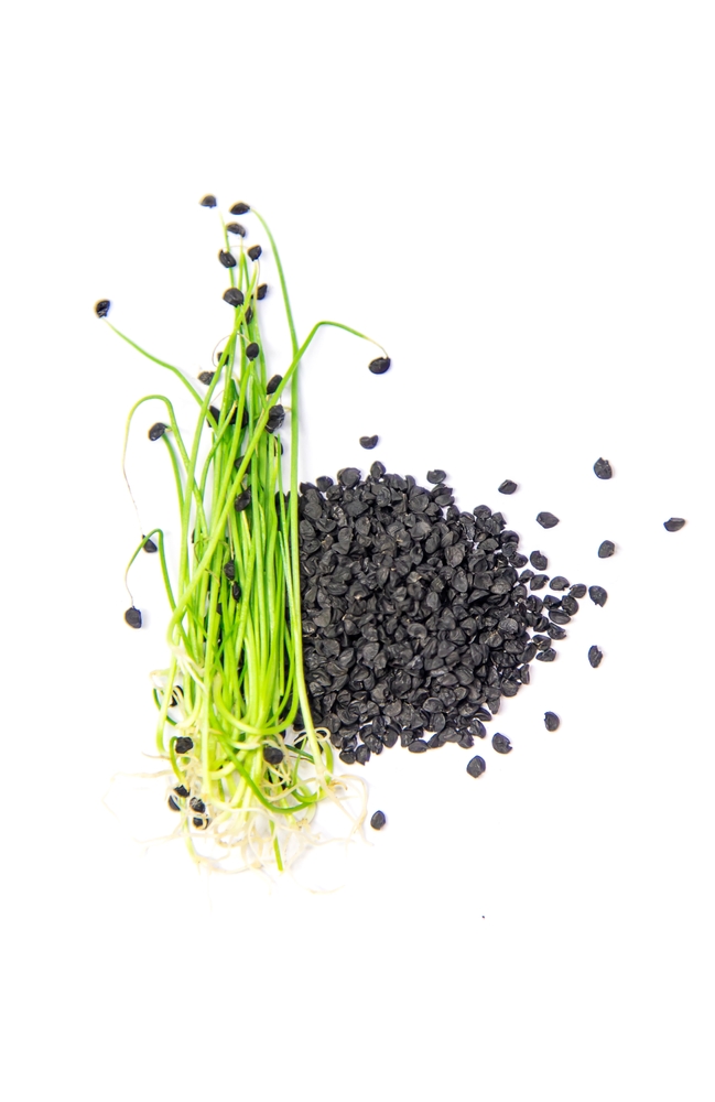 Porre mikrogrønt spirer fra sorte frø på hvid baggrund