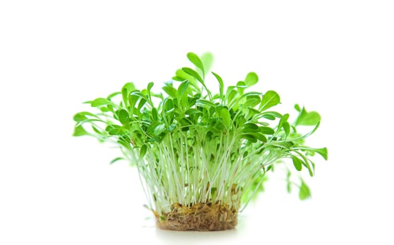 Mikrogrønt salat planter, grønne skud med rødder, hvid baggrund