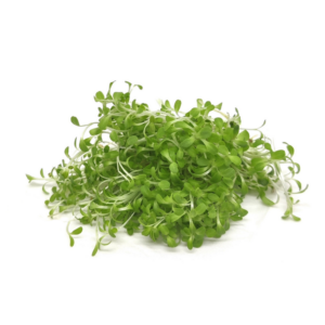 Salat mikrogrønt klippet på hvid baggrund